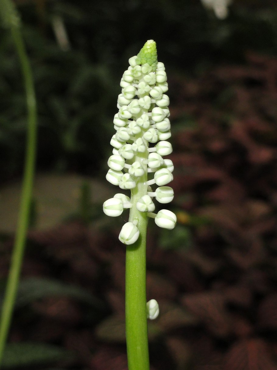 Дримиопсис пятнистый цветет