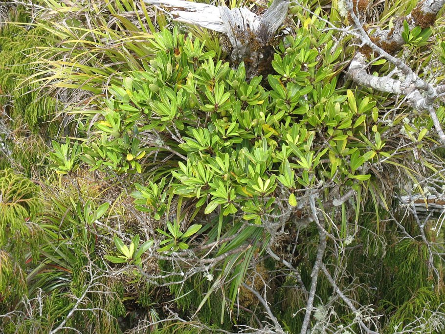 Солодка Glycyrrhiza glabra