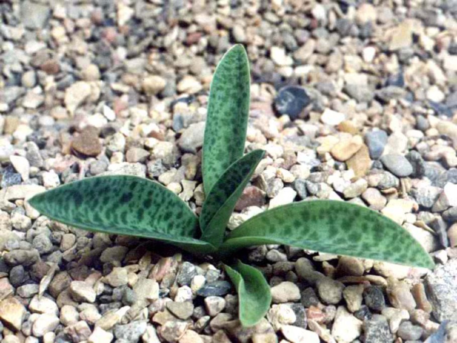 Сансевиерия Тещин язык