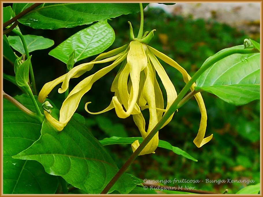 Дерево Акация катеху