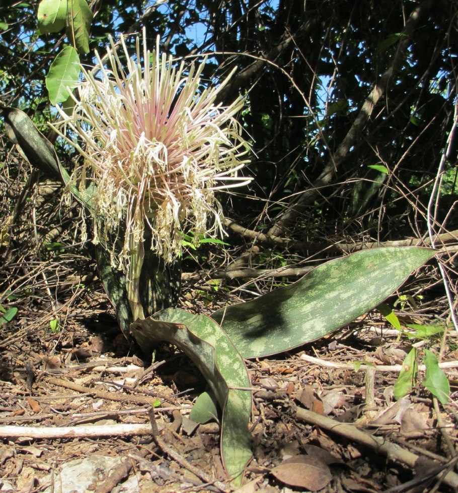 Киркия растение