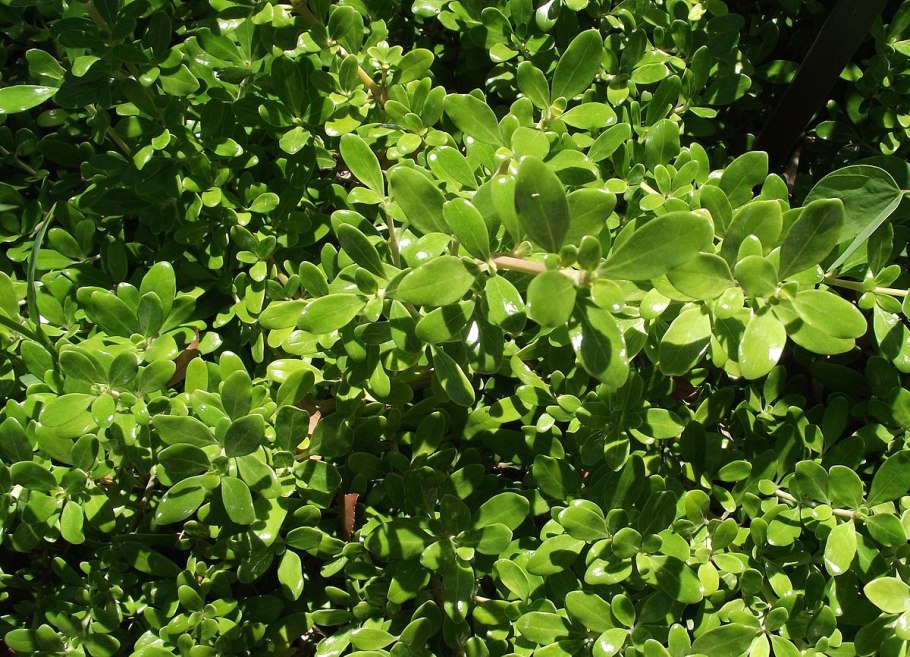 Евгения миртолистная