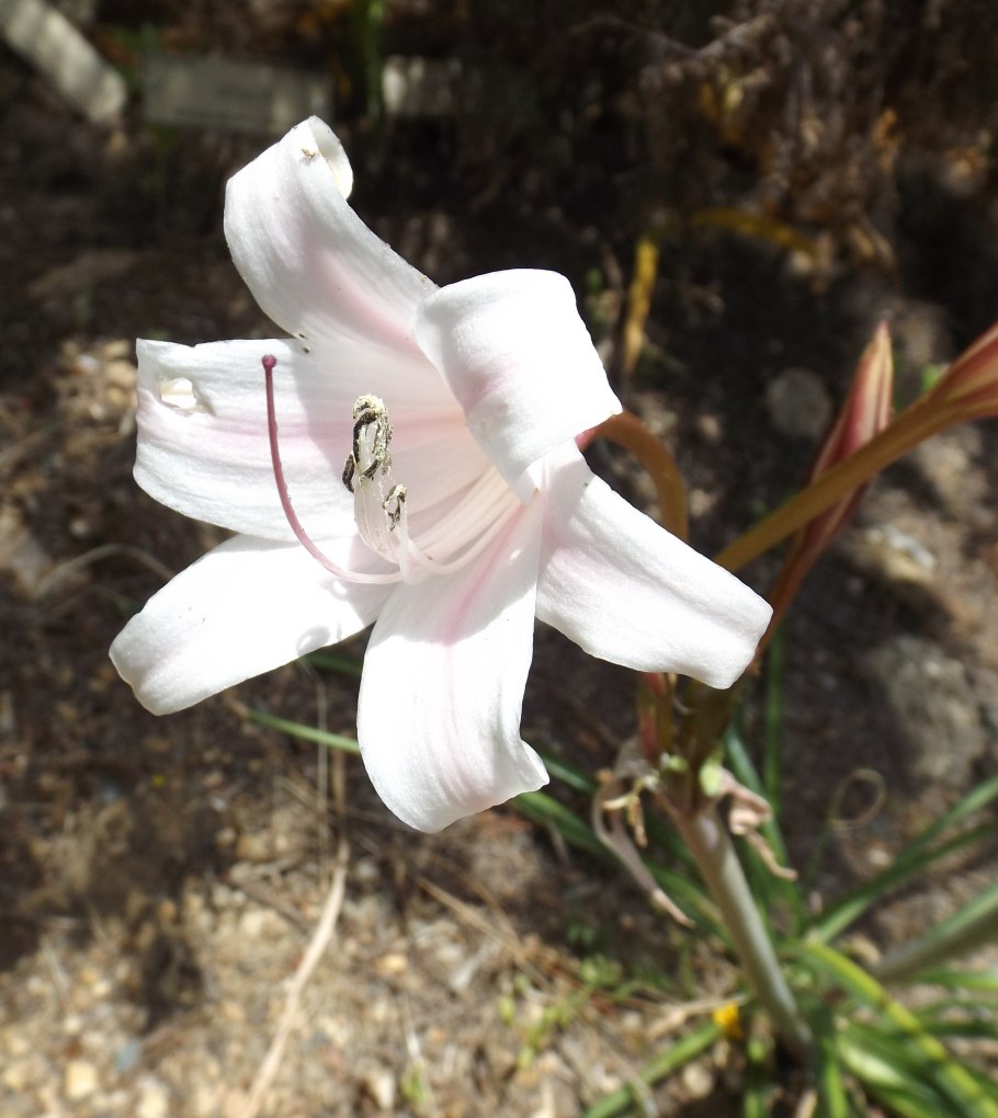 Сансевиерия kirkii