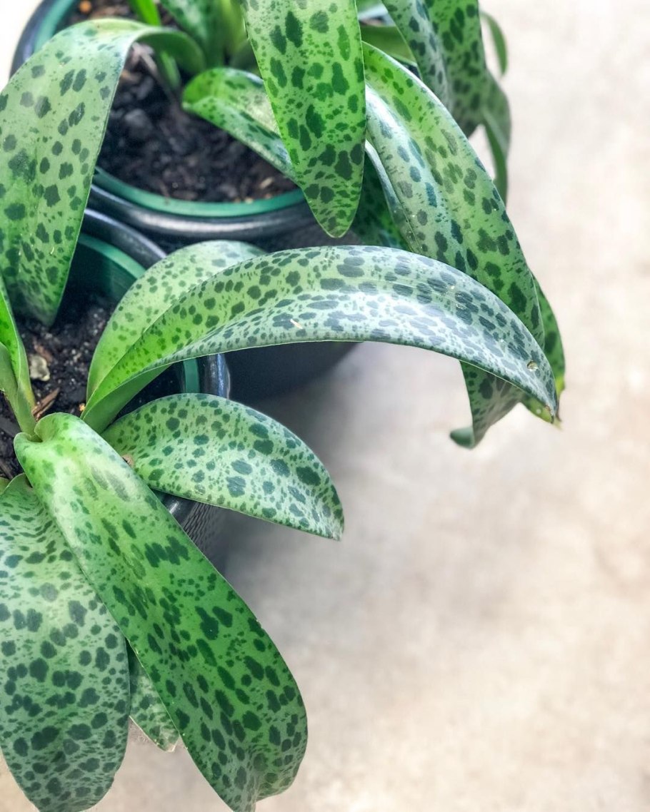 Дримиопсис пятнистый цветет