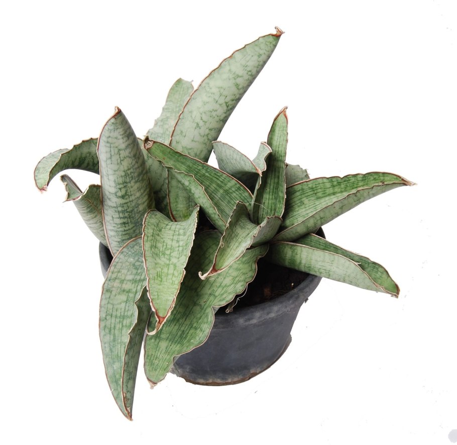 Дримиопсис пятнистый