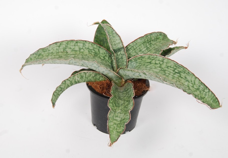 Дримиопсис пятнистый кирка