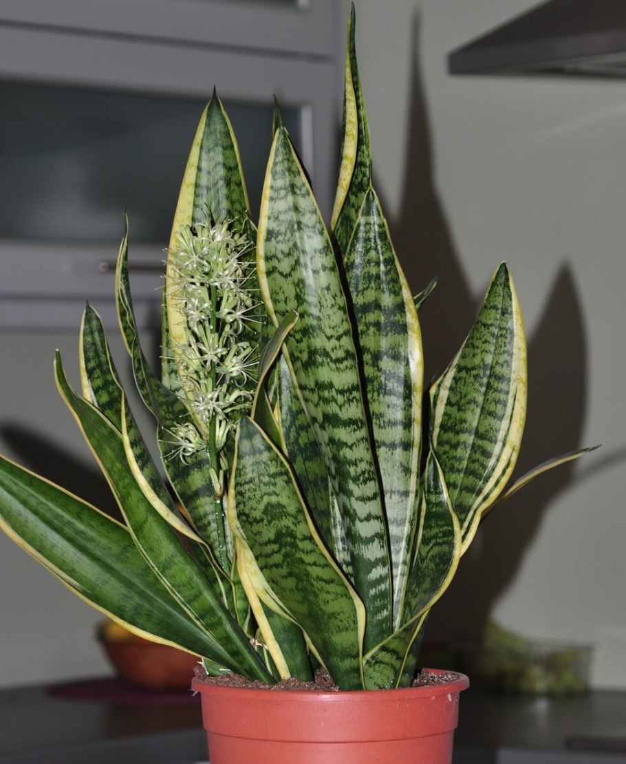 Сансевьера Самурай