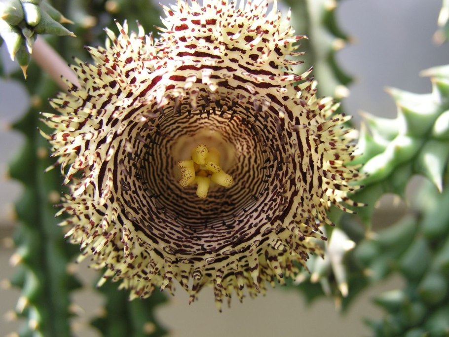 Иланг-иланг, Кананга душистая