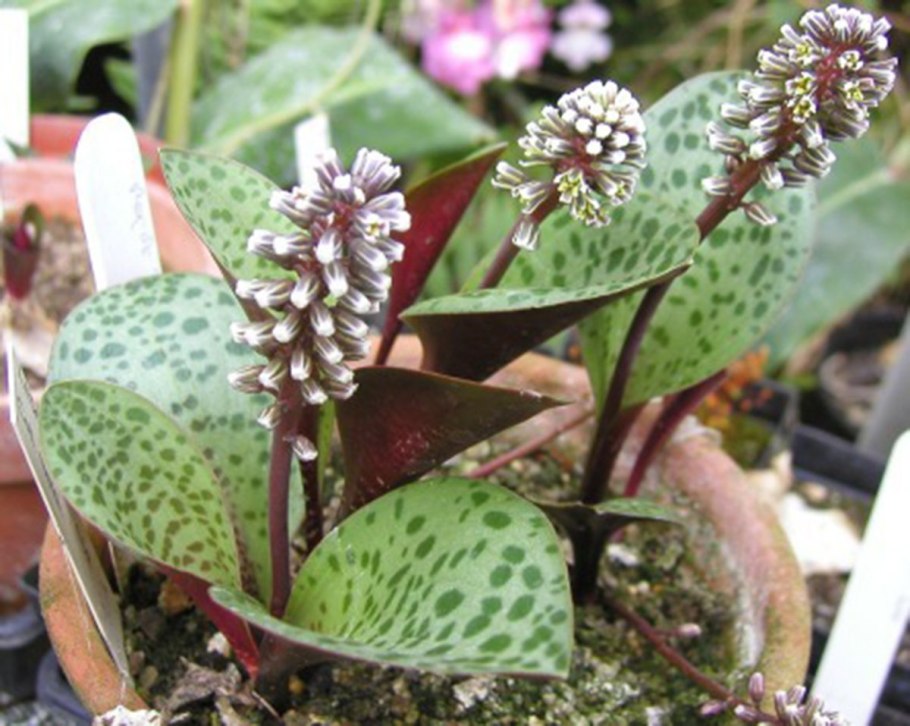 Сансевьера kirkii