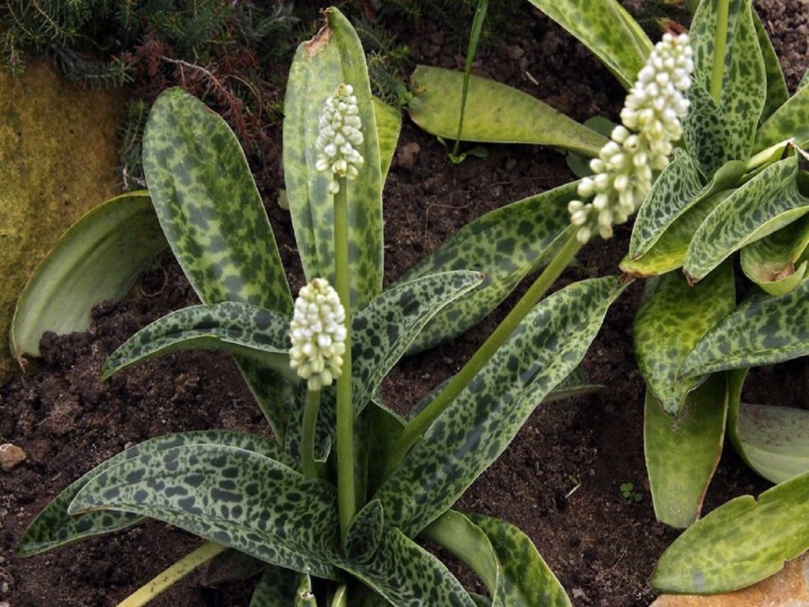 Дримиопсис макулата