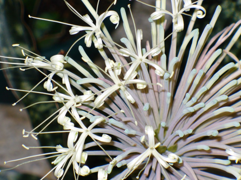 Кринум Пауэлла Альба