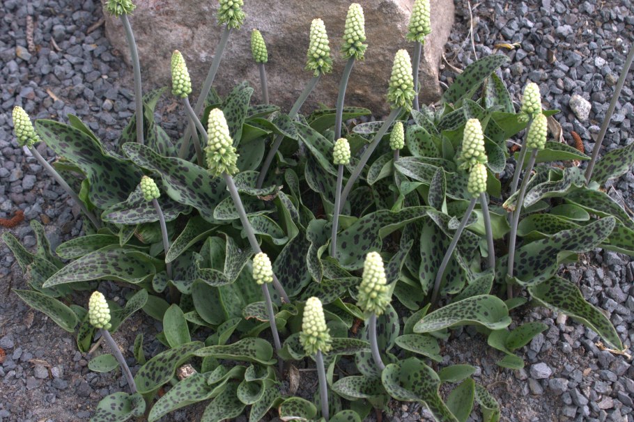 Ледебурия 4