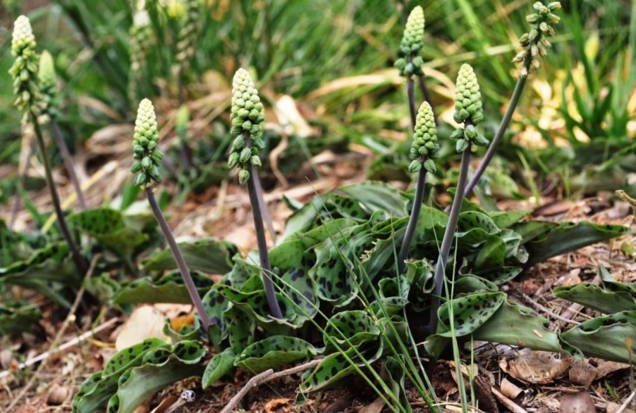 Астрагал пучковатый
