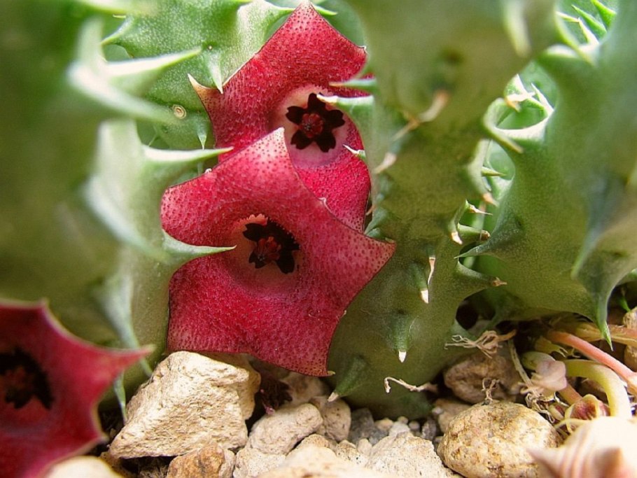 Бурачник лекарственный