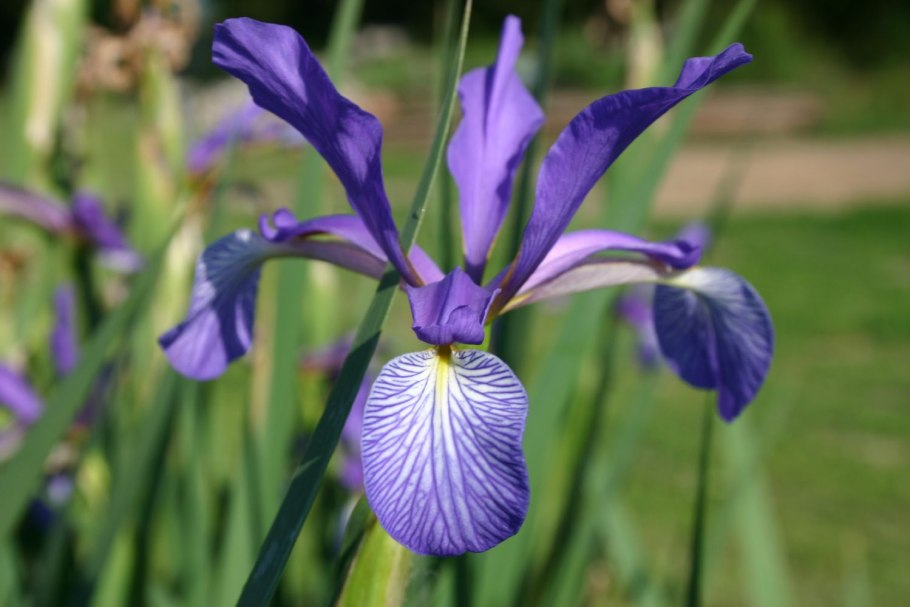 Ториум цветок