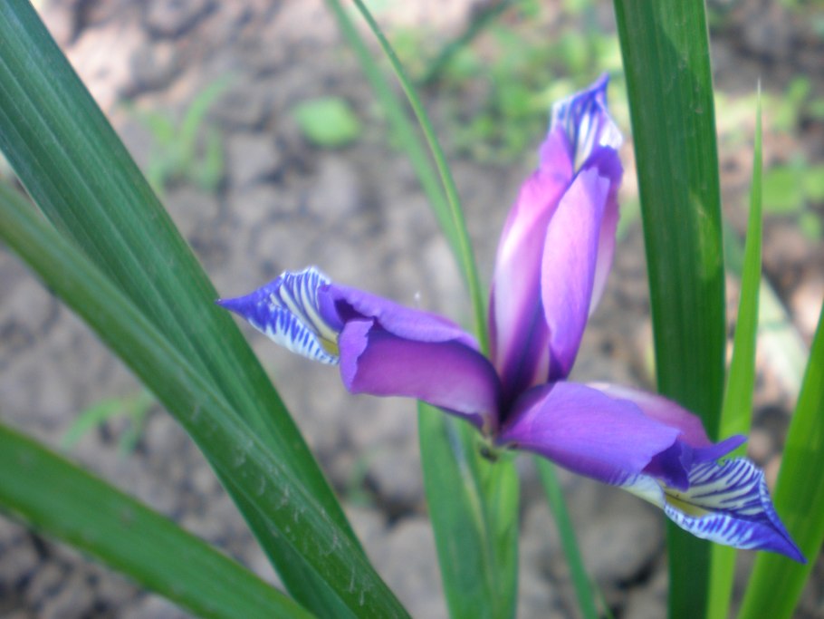 Ирис Касатик гладкий