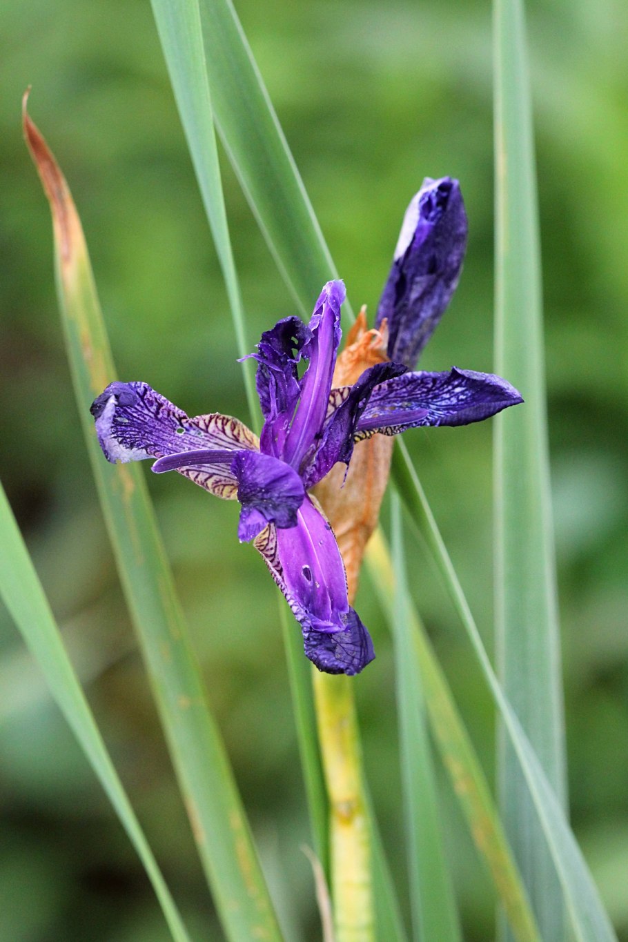 Касатик (Ирис) Байкал