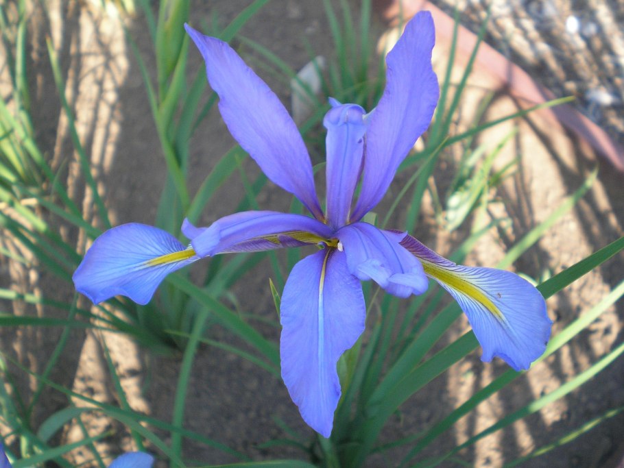 Касатик ненастоящий