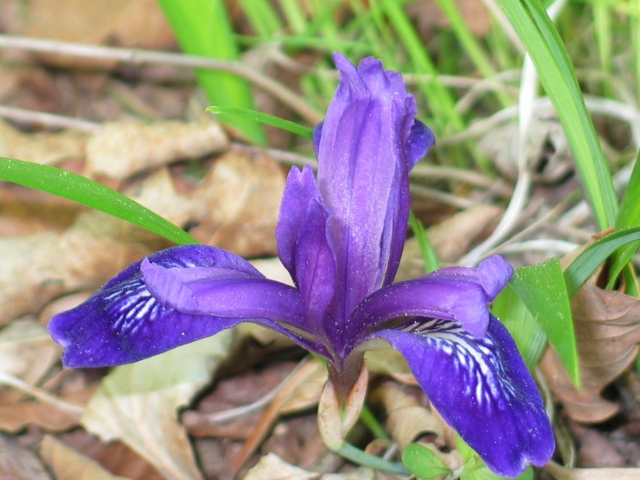 Ирис щетинистый