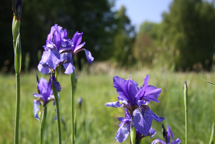 Касатик Сибирский строение