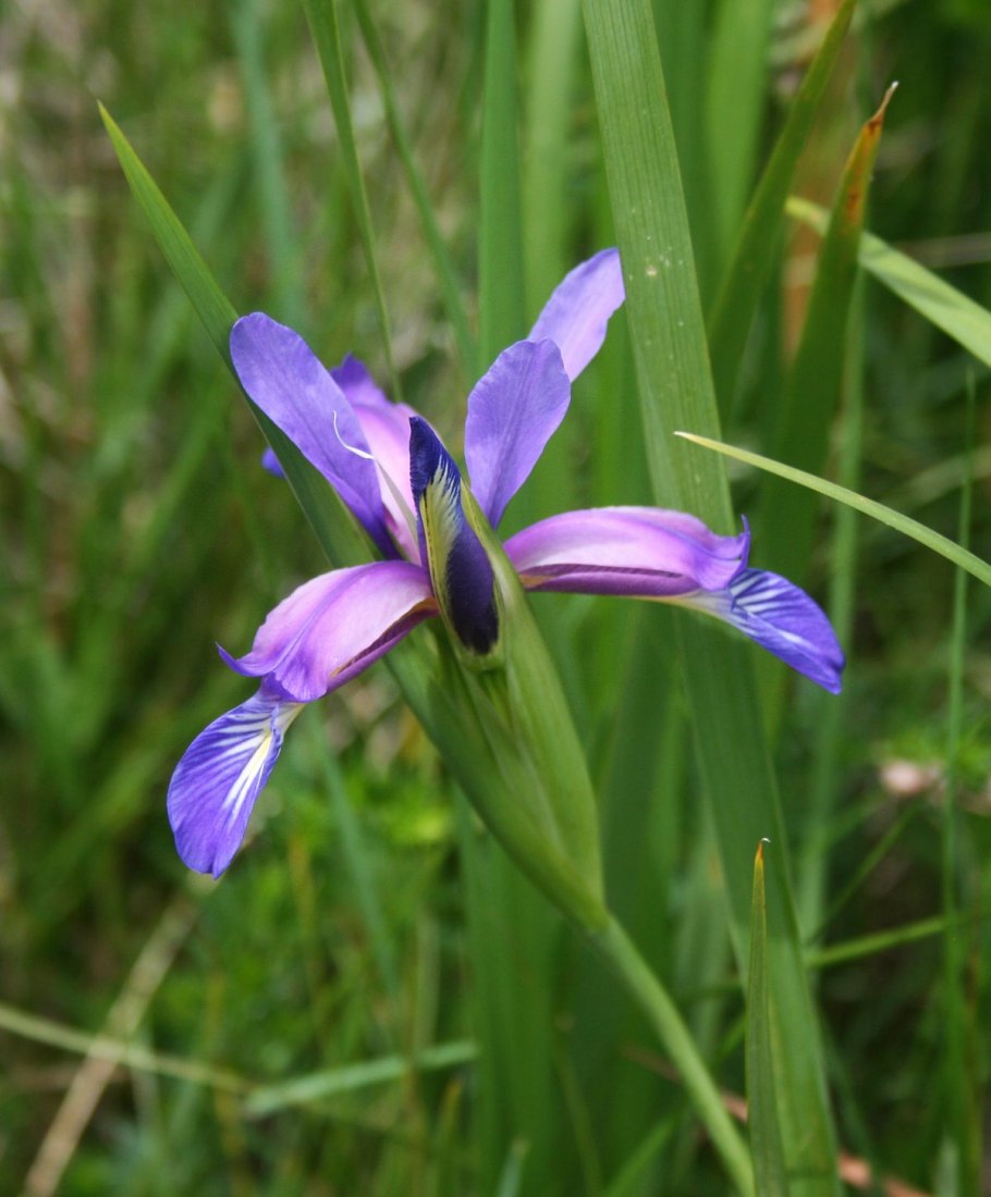 Iris aphylla