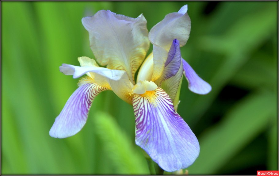 Касатик тонколистный