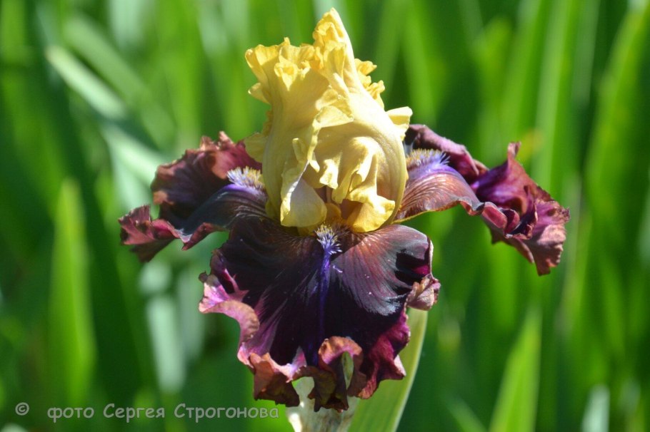 Ирис Блю Уайт