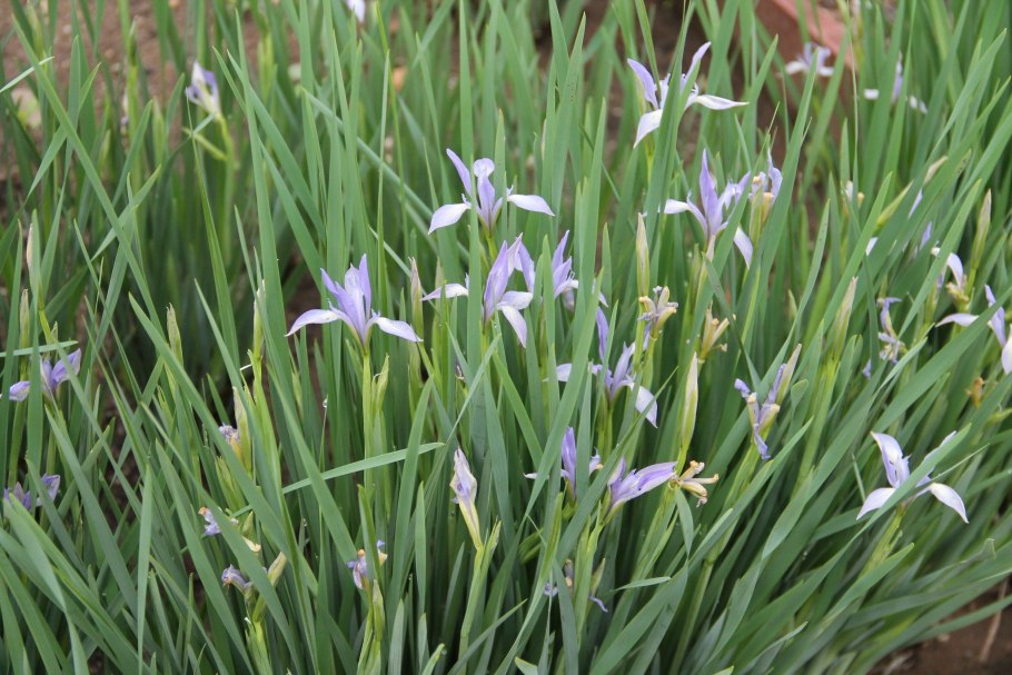 Ирис низкий (Касатик)