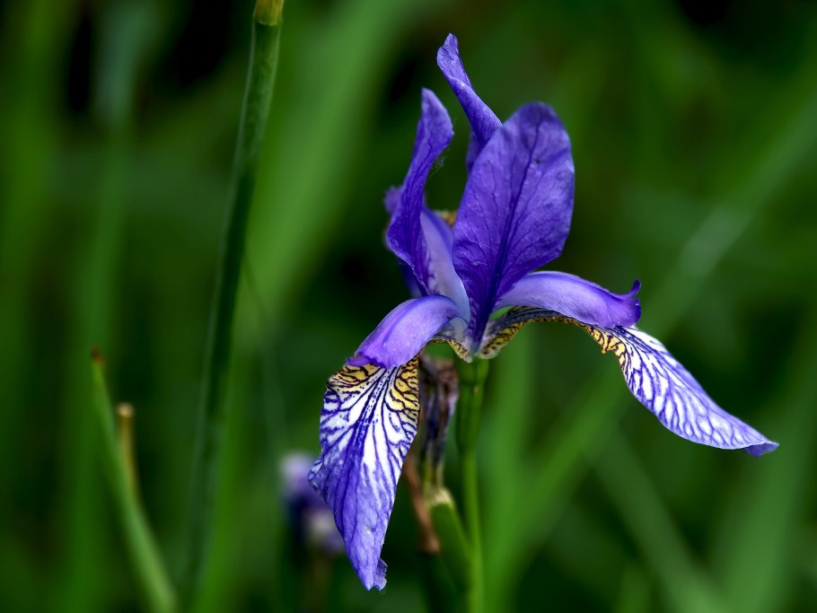 Ирисы Забайкалья