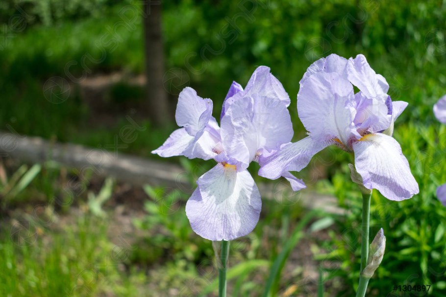 Ирис Касатик Луговой