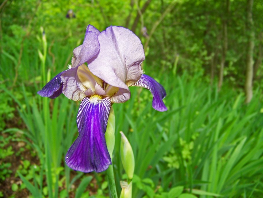Ирис одноцветковый Iris uniflora