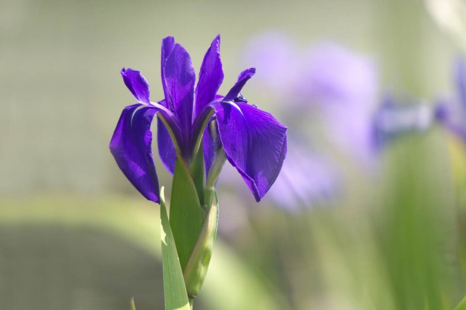 Касатиковые Iridaceae