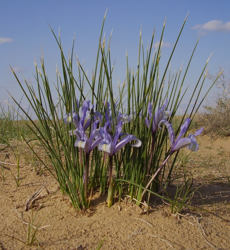 Iris brandzae