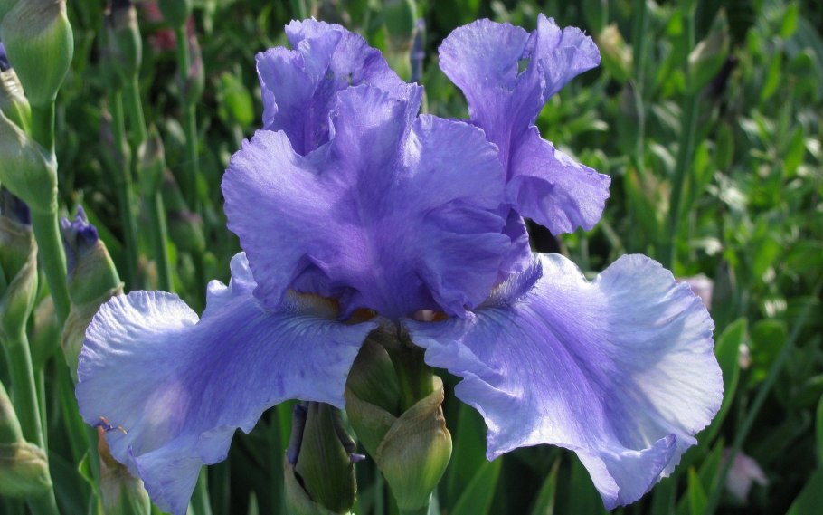 Ирис Флер де ФО