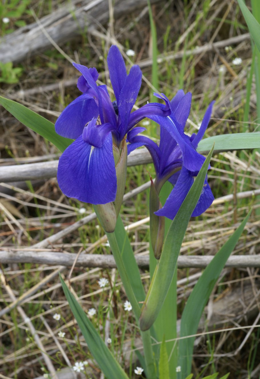 Ирис Intune (Blyth *2014*)