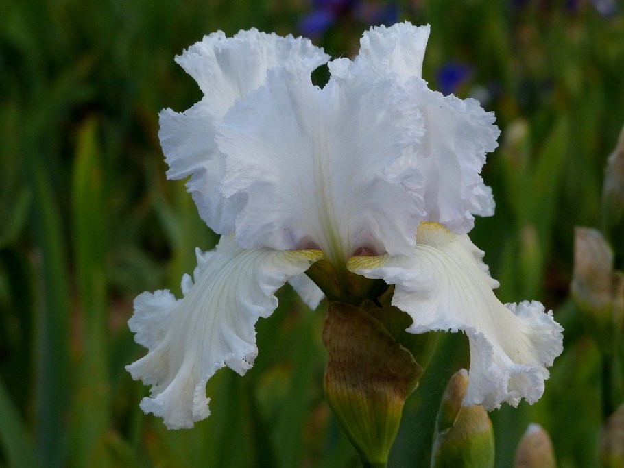 Ирис Касатик карликовый