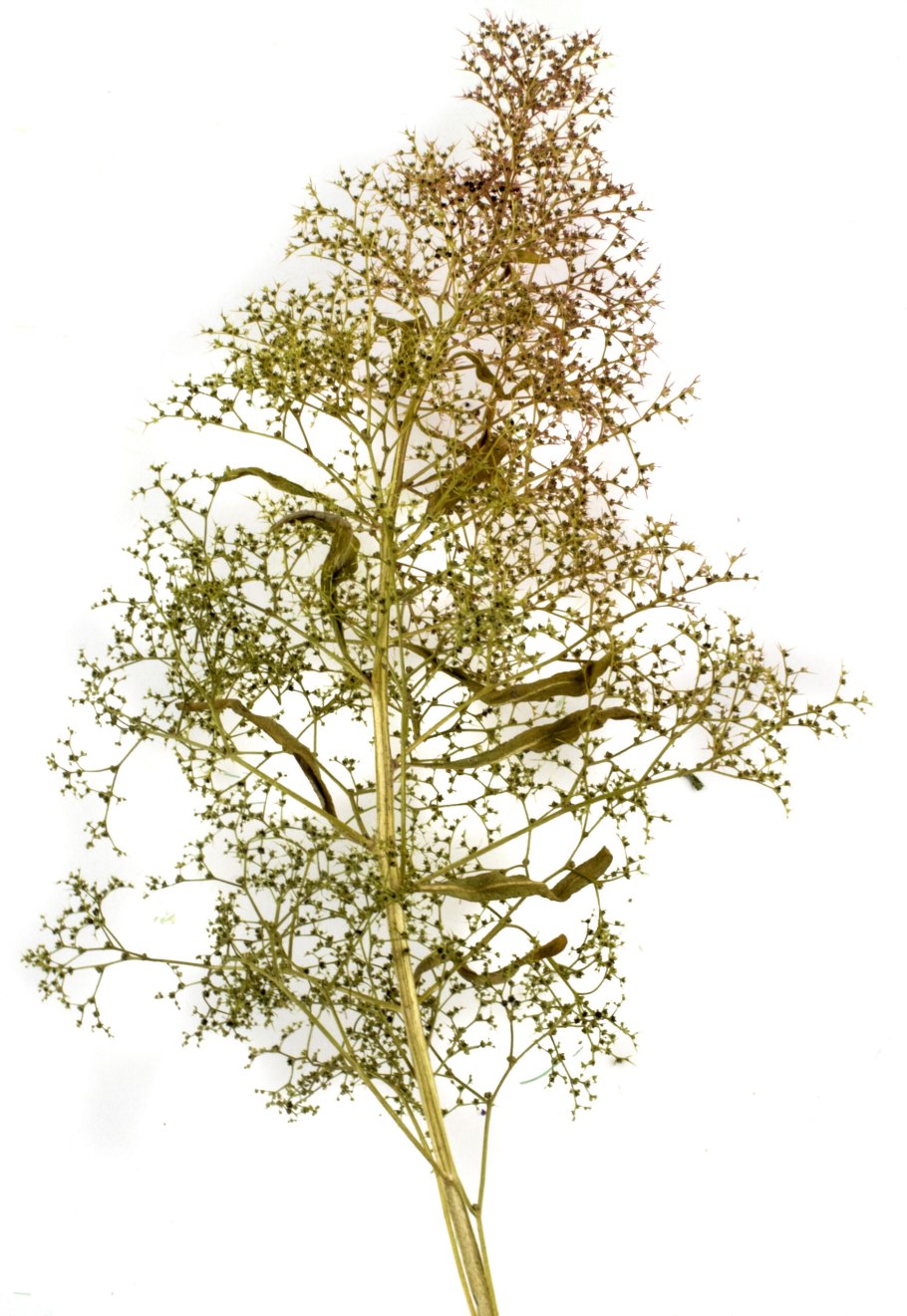 Plantago maritima l.