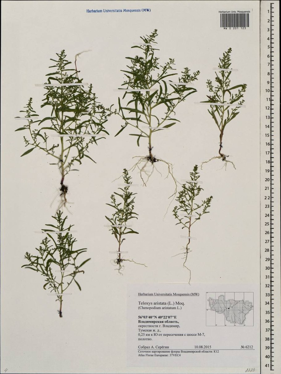 Телоксис остистый