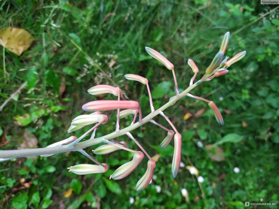 Seafoam Tree растение