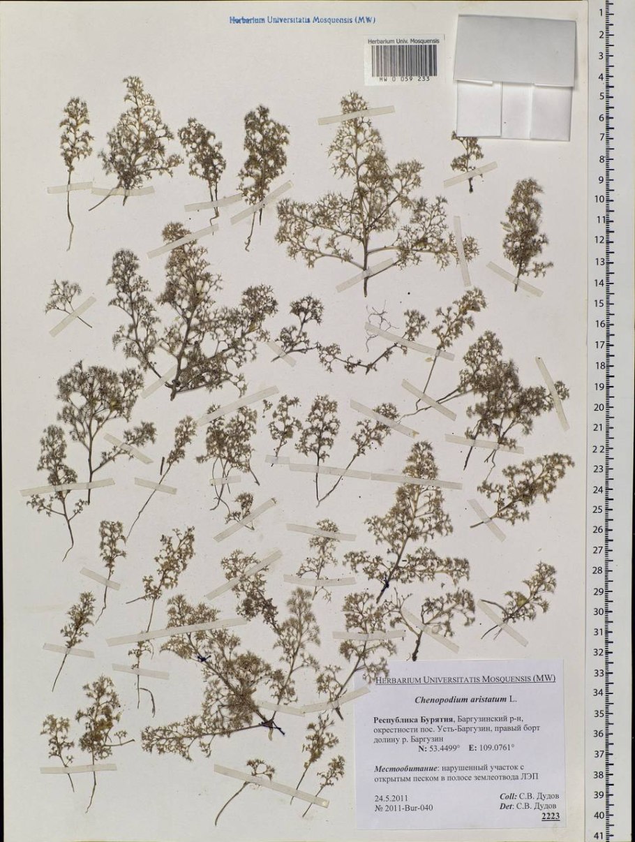 Марь остистая