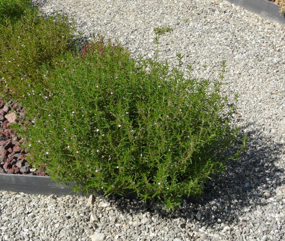 Дельфиниум Donna