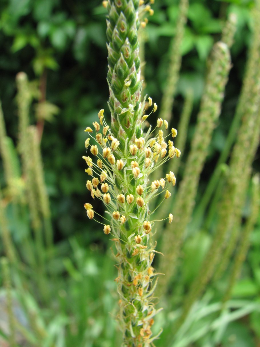 Мелисса рисо