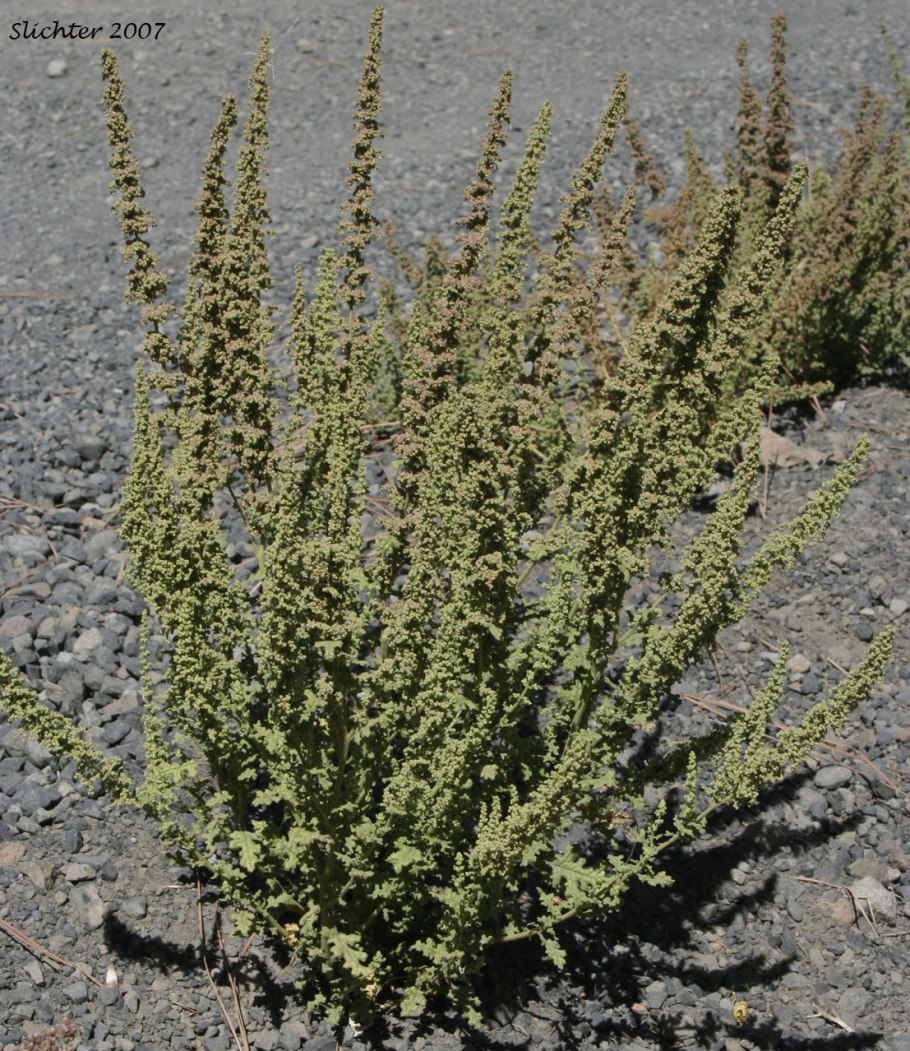 Erismann Elegance 3618-6