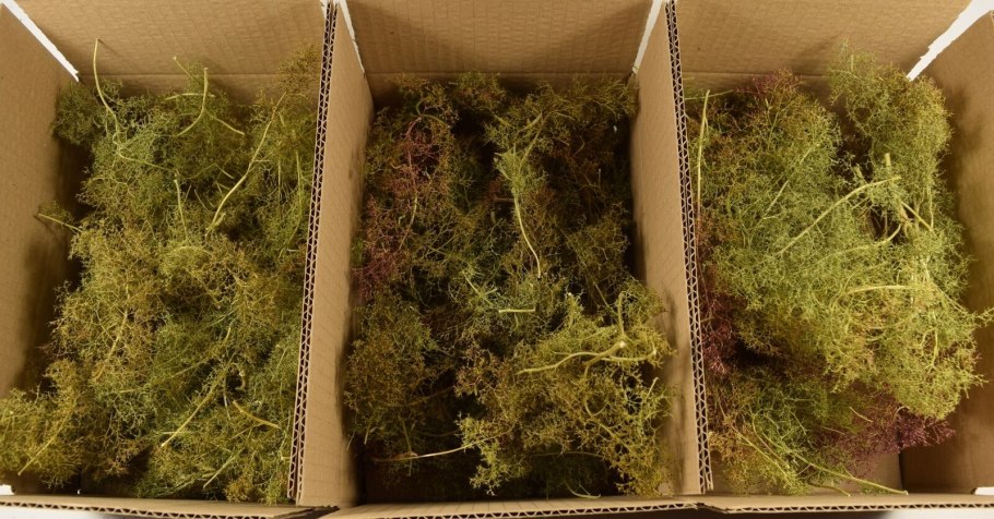 Каза Хакалы трава