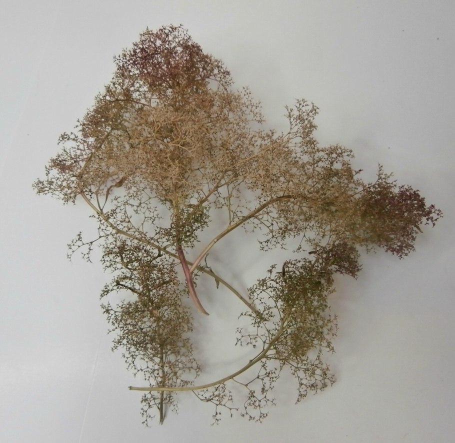 Марь остистая купить семена