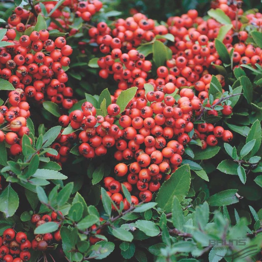 Пираканта ред Колумн