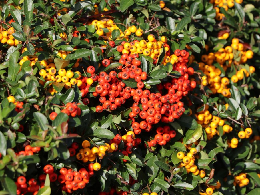 Пираканта красная