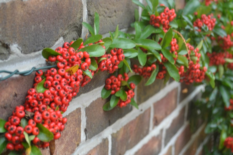 Пираканта Навахо