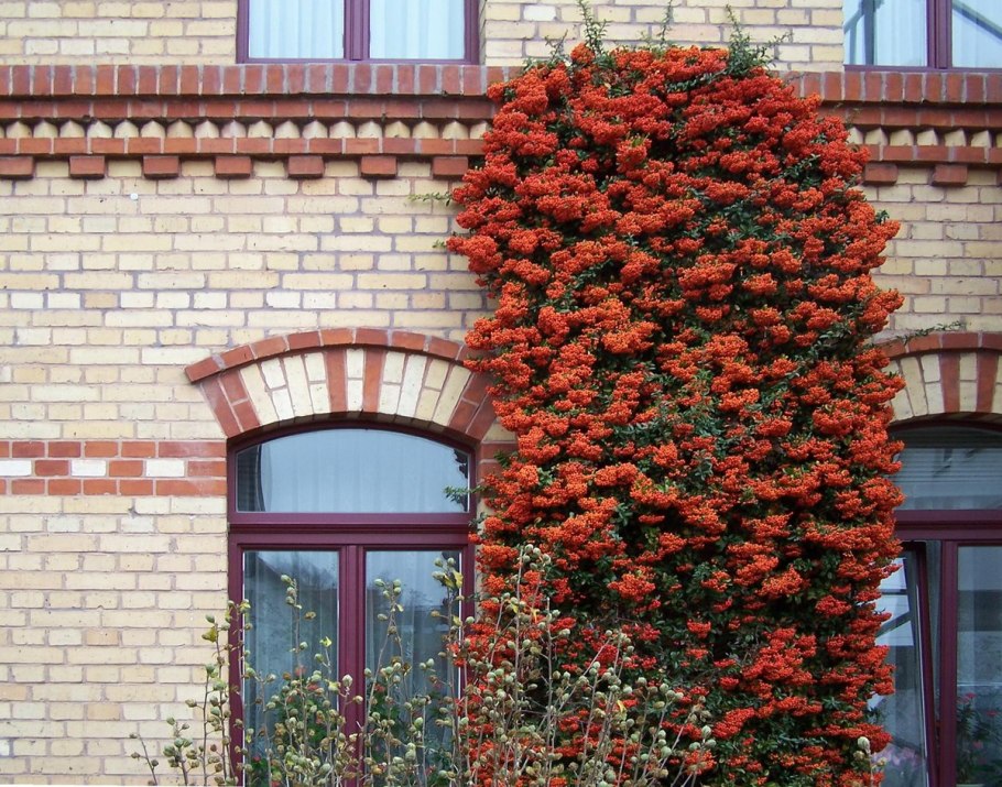 Пираканта пурпурная