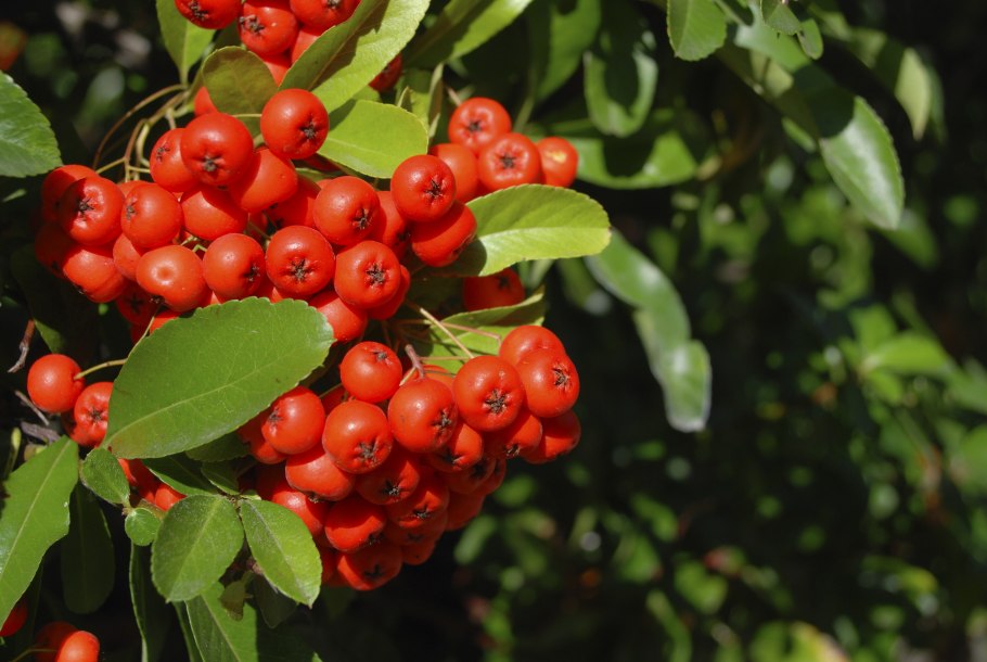 Пираканта ярко-красная (Pyracantha coccinea)